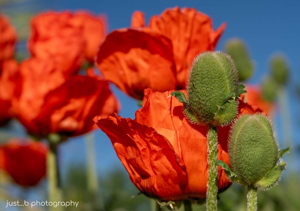 Big red Oriental poppies with fuzzy green bud pods.