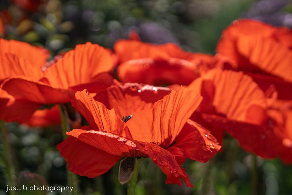 Sideview of a group of Oriental poppies in the morning sun.