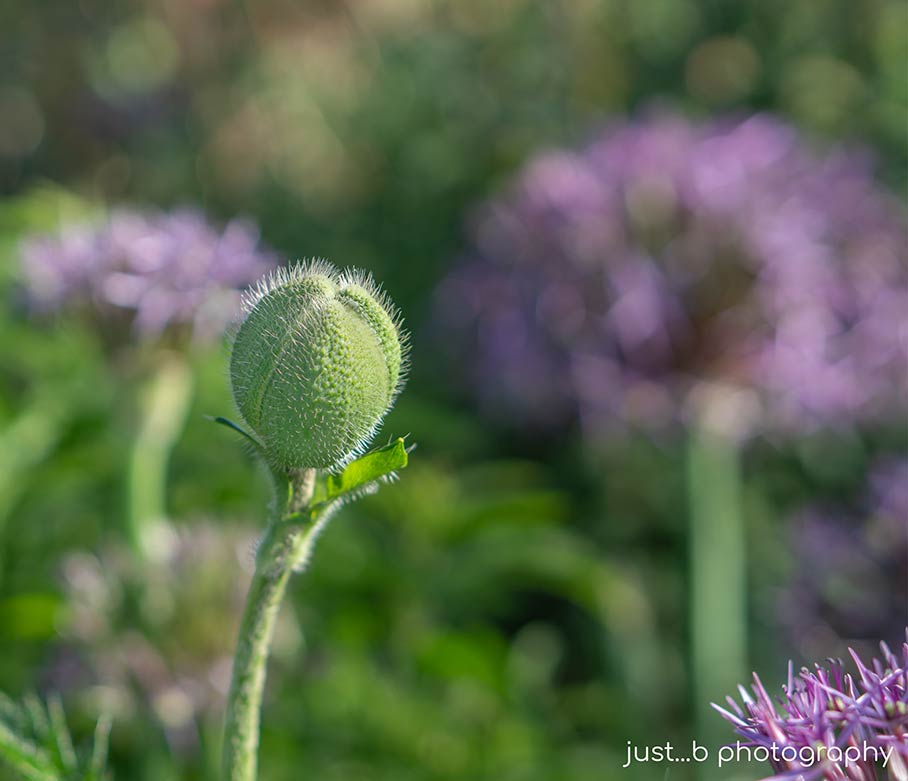Fuzzy, green poppy pod with purple Allium in background.
