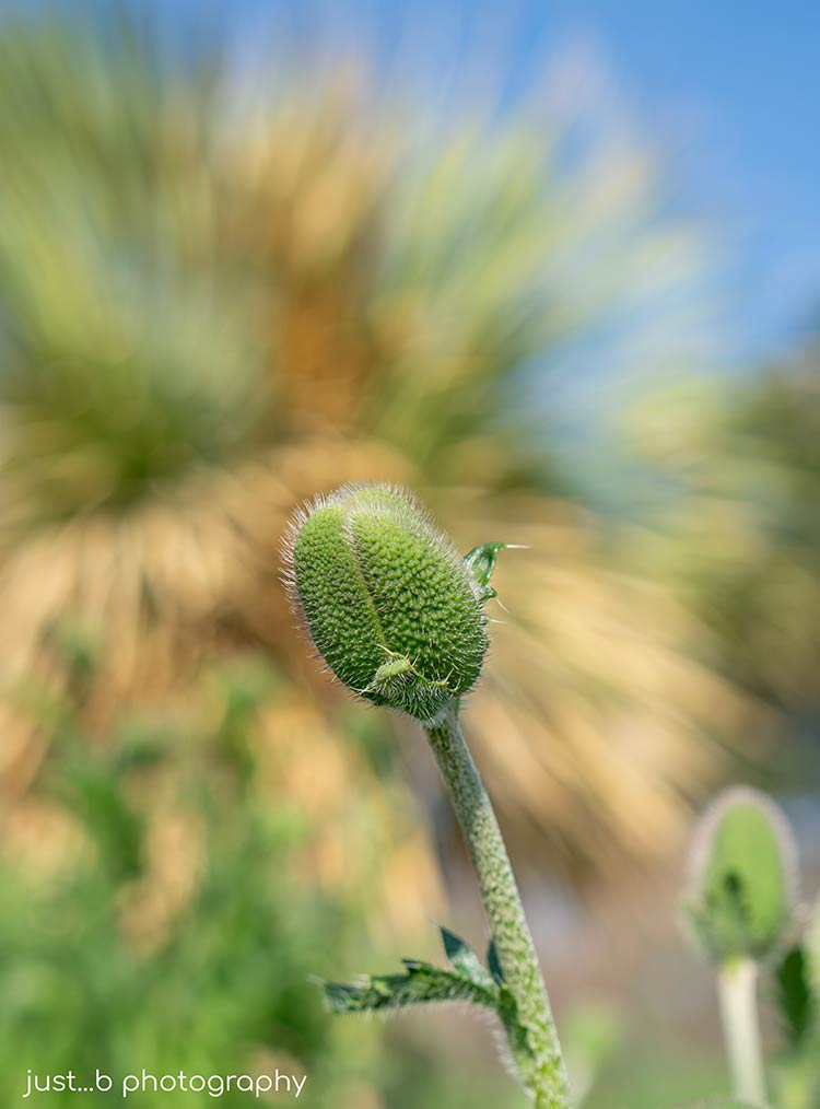 Green, fuzzy poppy pod with big yucca plant in background.