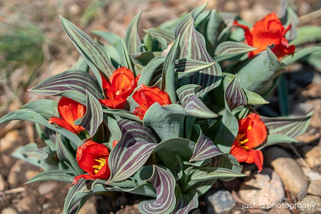 A cluster of Red Riding Hood native tulips in rocky garden.