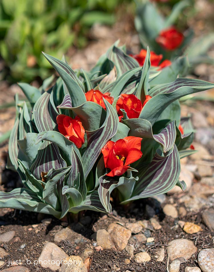 Red Riding Hood tulips wrapped in unique foliage.