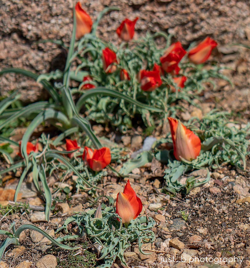 Red species tulip buds in rocky garden
