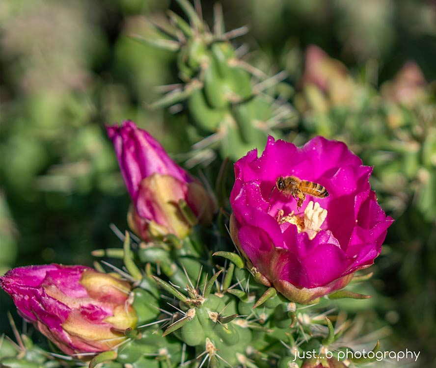 Bee hovering inside pink cholla cactus flower.