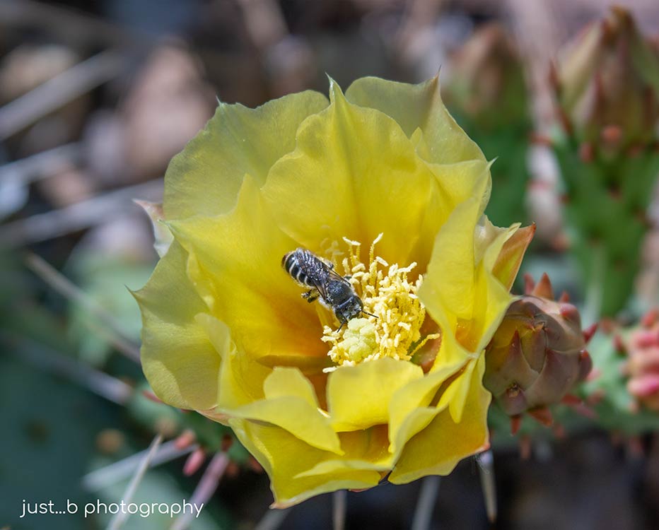 Bee in yellow prickly pear cactus flower.