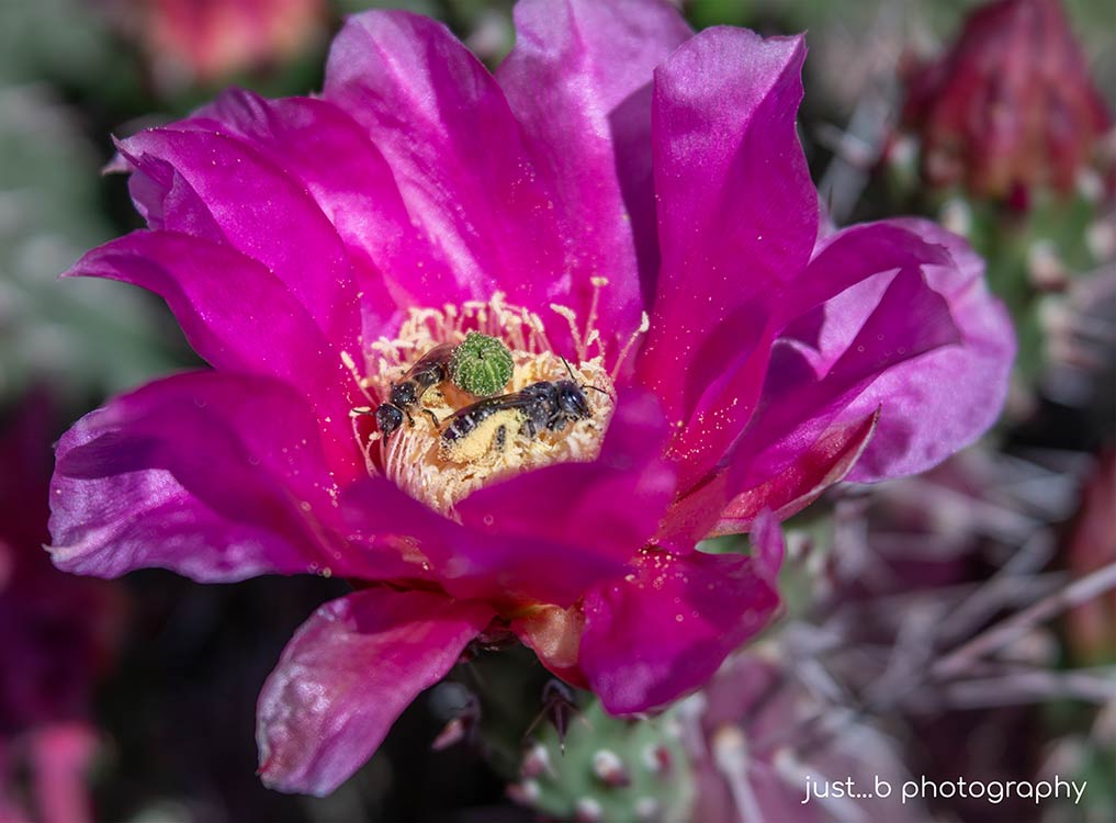 Two bees gathering pollen in cactus flower.