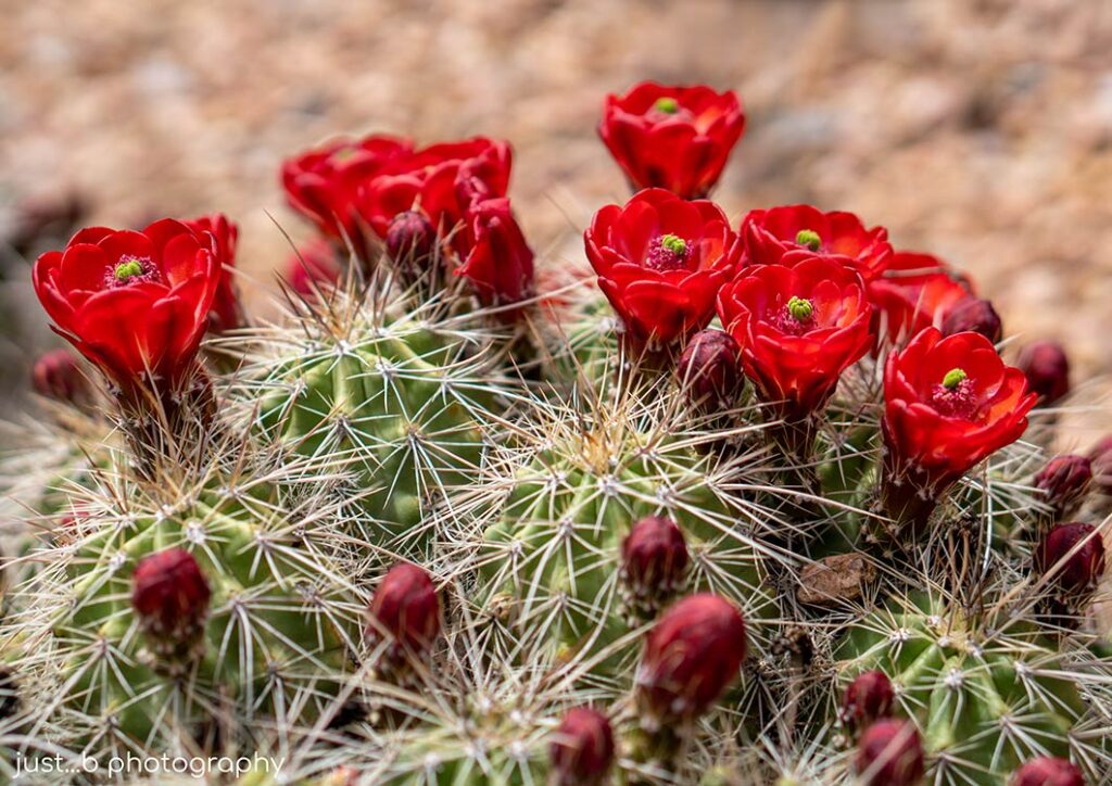 Bright red claret cup cactus flowers.