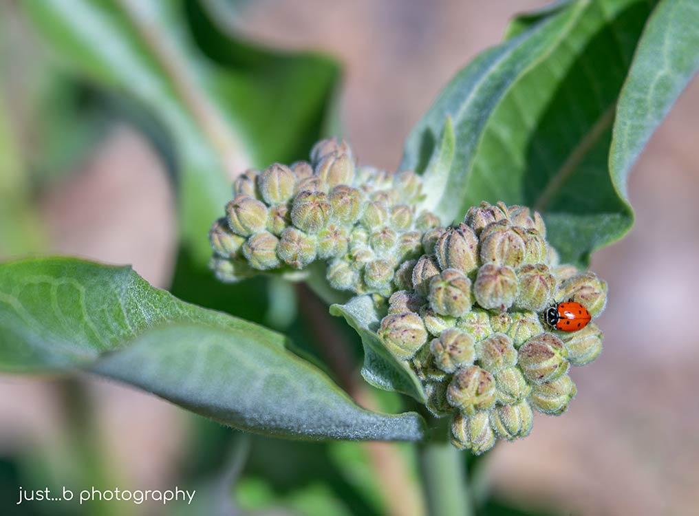 Ladybug on budding showy milkweed plant.