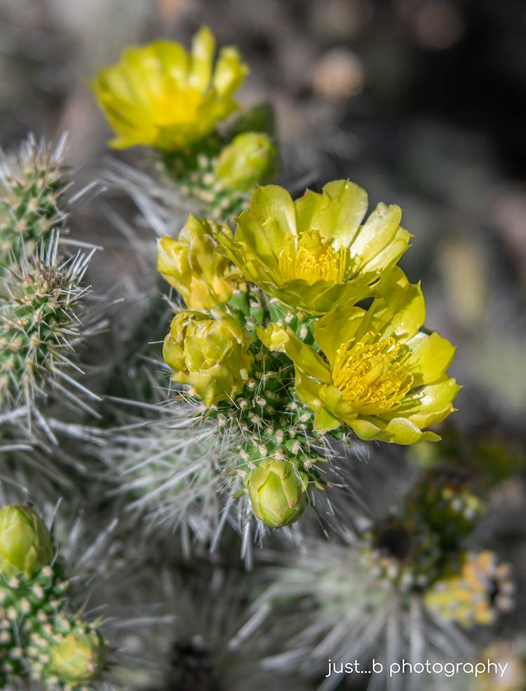 Blooming snow leopard cholla cactus with yellow flowers.