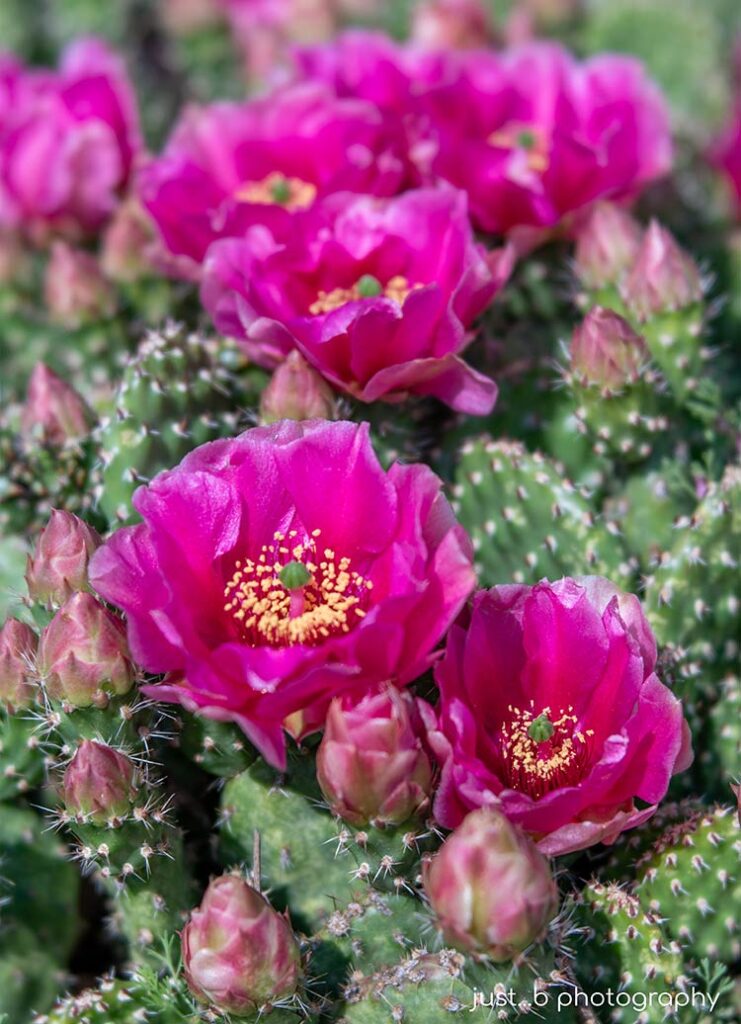 Clusters of magenta pink cactus flowers.