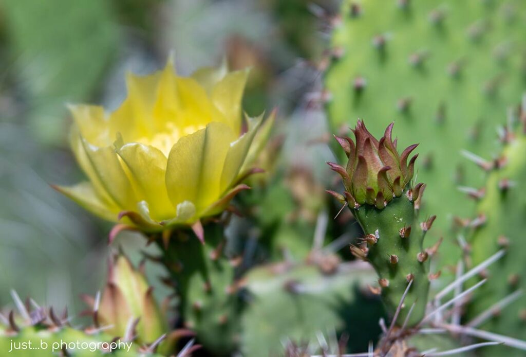 Yellow prickly pear cactus flower with bud.
