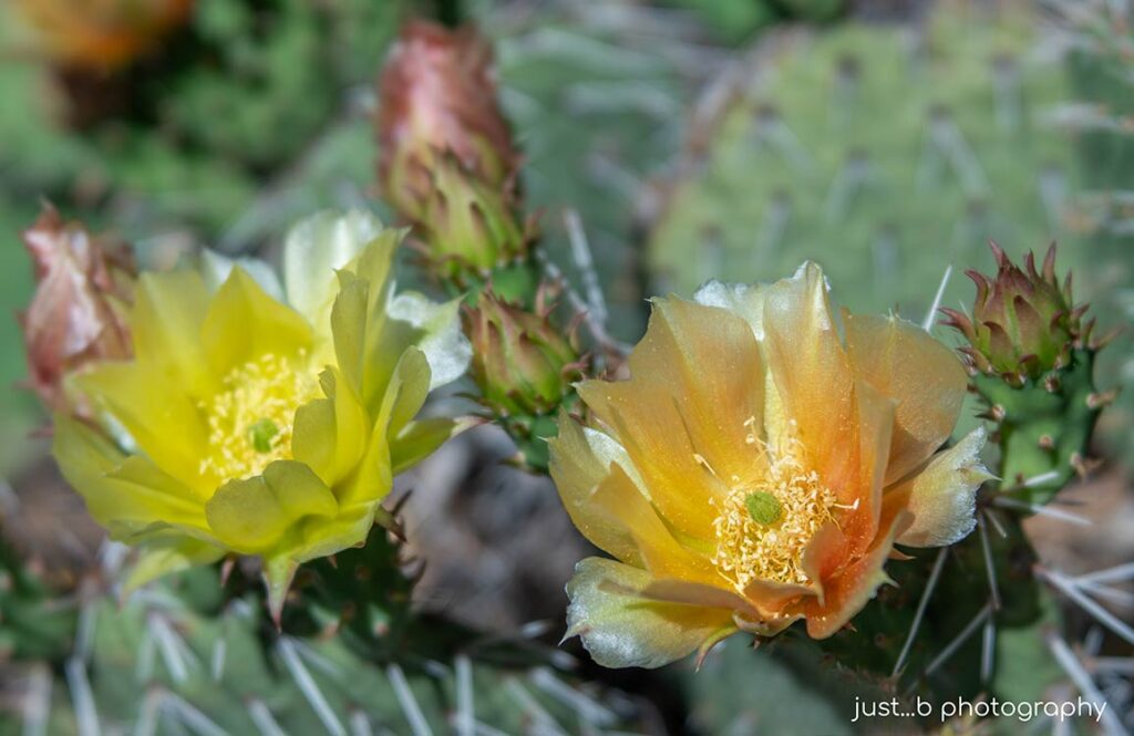 Peach and yellow colored prickly pear cactus flowers.