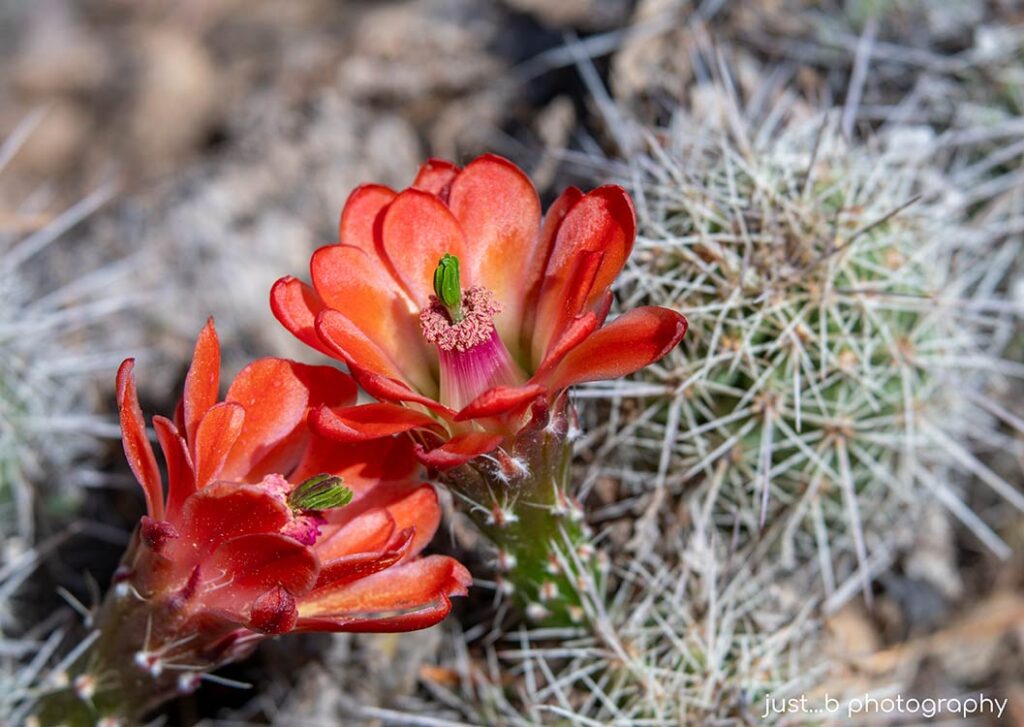 White Sands Claret Cup cactus plant stolen from Kendrick Lake Gardens.