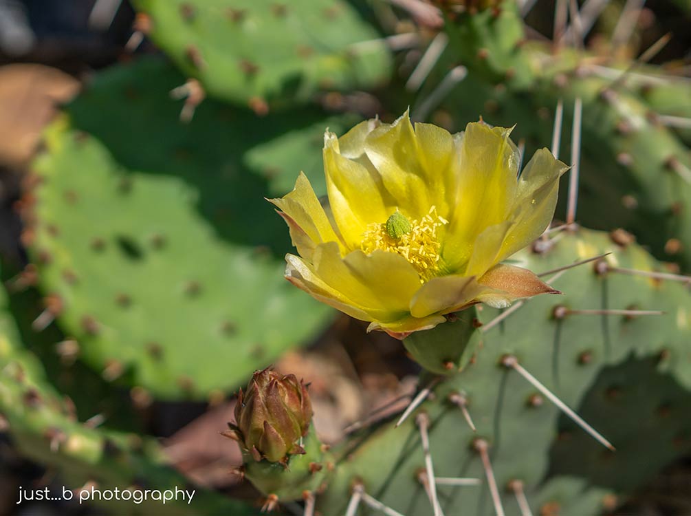 Yellow prickly pear cactus flower.
