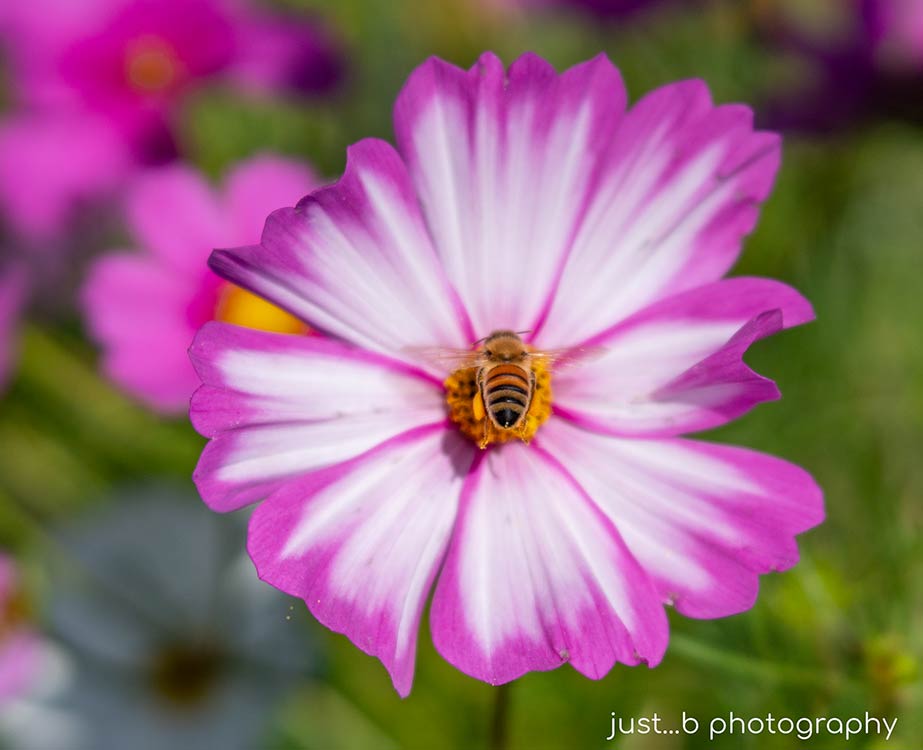 Honey bee collecting pollen on yellow center of Cosmos flower.