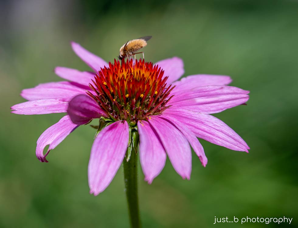 Bee fly on orange spiky center of echinacea flower