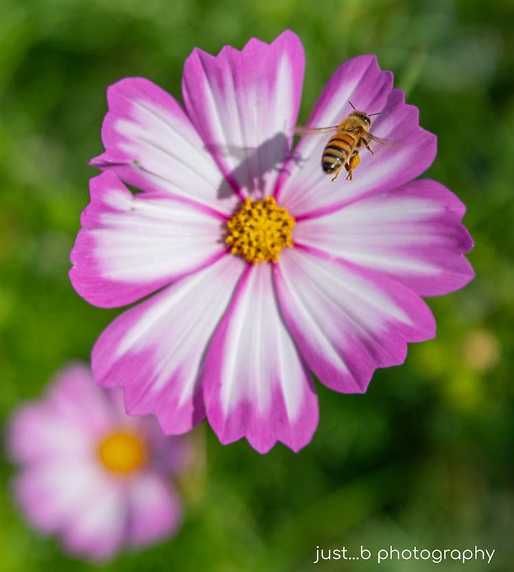 Shadow of flying bee on pink and white cosmos flower.