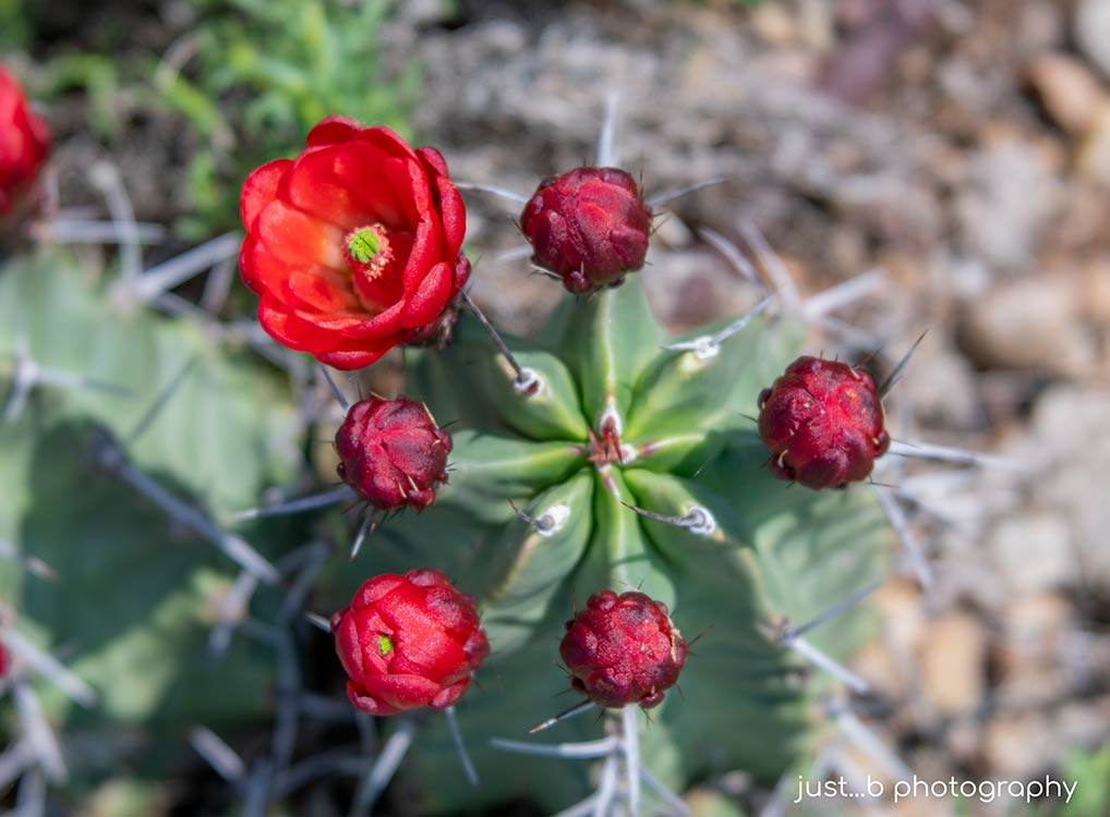 Overhead view of little barrel cactus with red buds and flowers.
