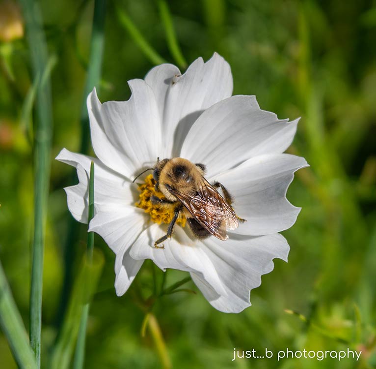 Bumble bee gathering polen on white cosmos flower.