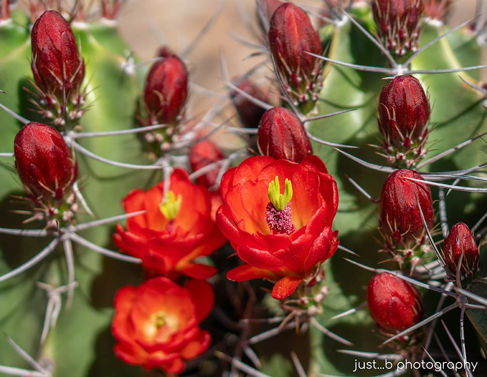 Red flowers and buds on cactus plant.