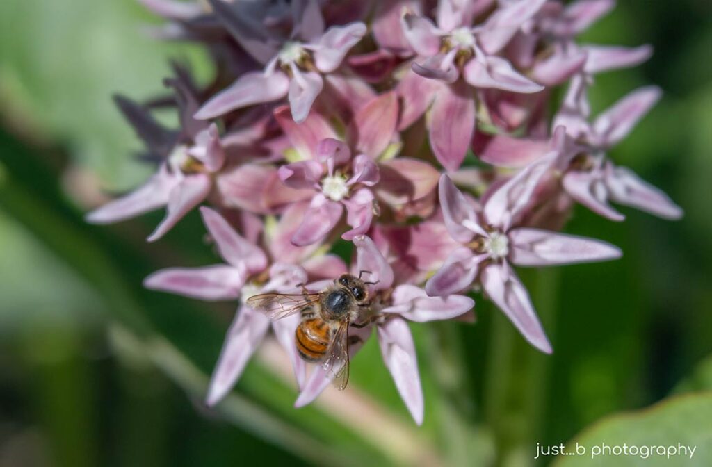 bee gathering pollen on little milkweed flowers