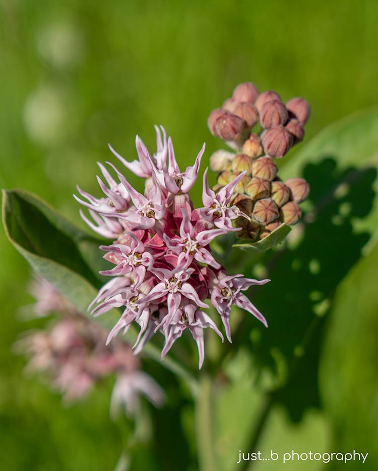 pale pink showy milkweed flowers and buds