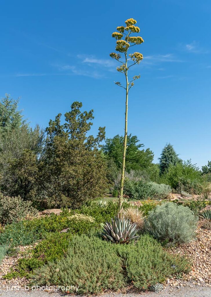 Long tall stem of flowering century plant.