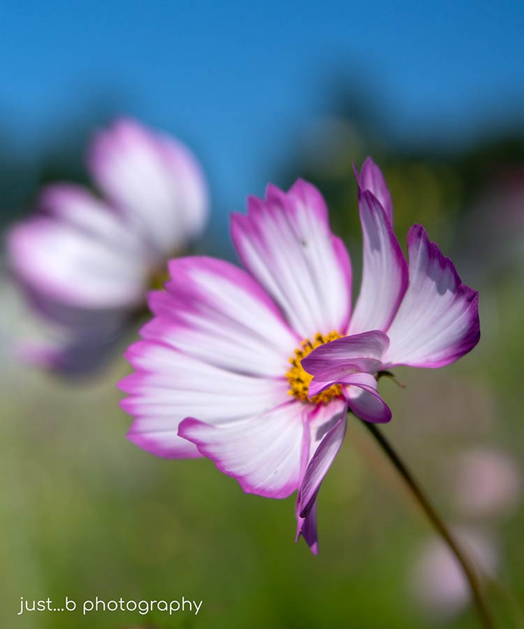 White Cosmos with magenta trimmed flower petals.