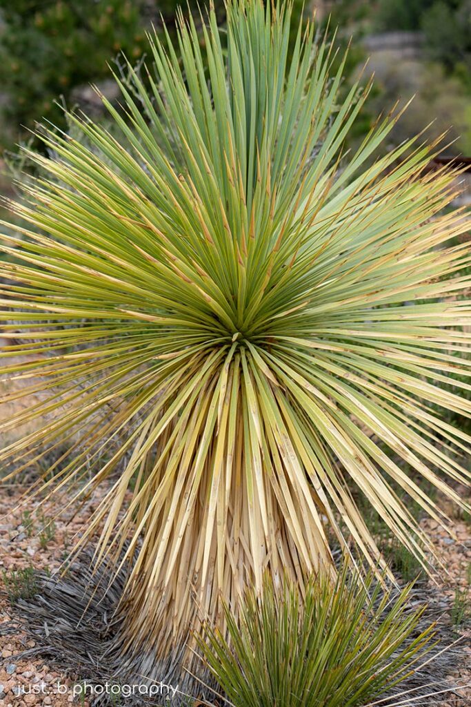 Yucca plant with radiating sword-like leaves.