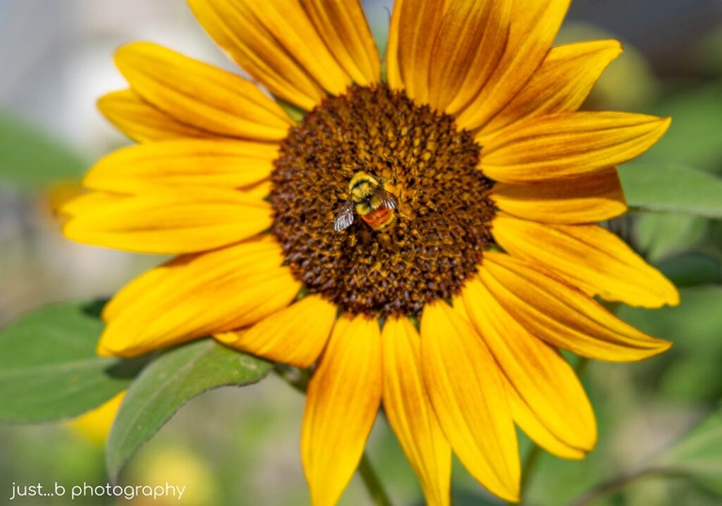Sunflower with orange belted bumble bee gathering pollen.