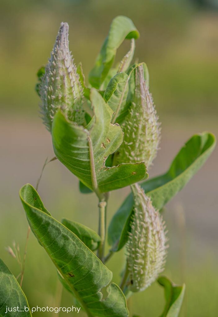 Horn-shaped, green showy milkweed seed pods on plant.