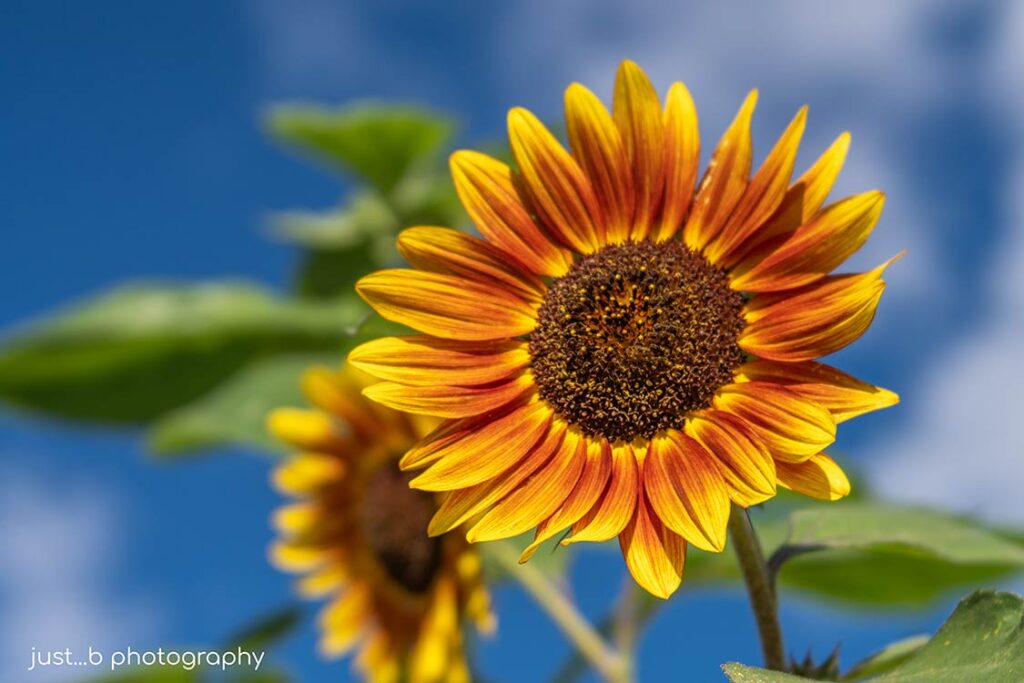 Orange and yellow sunflowers with soft clouds and blue sky.