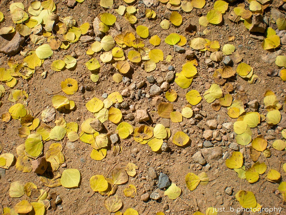 Fallen aspen leaves look like gold coins on the ground.