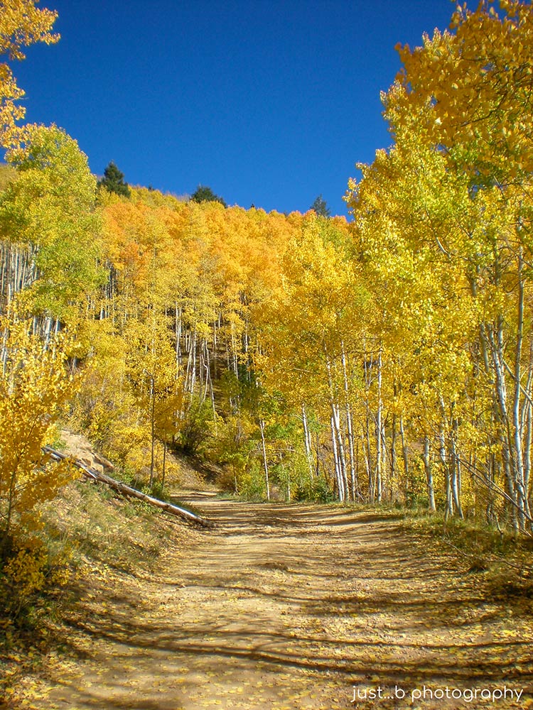 Aspen Vista trail above Santa Fe, NM lined with golden Aspen trees in fall.