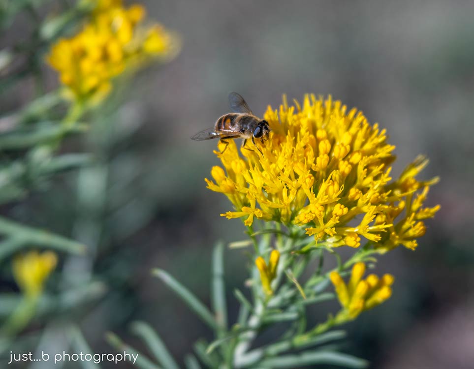 Bee fly with its big eyes on Rabbitbrush flowers.