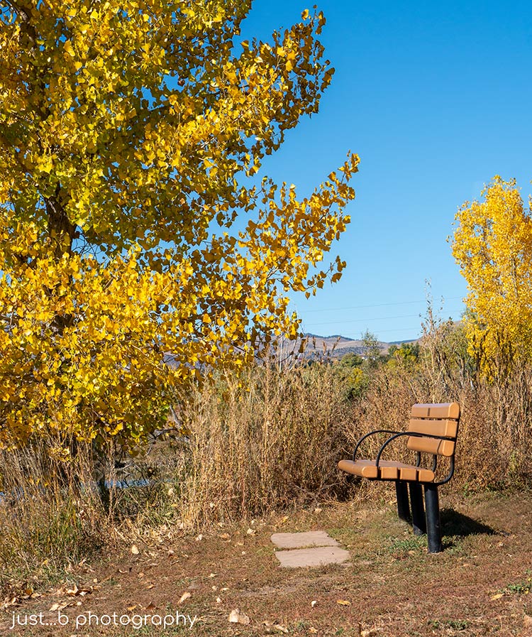 A peaceful park bench surrounded by golden trees in fall.