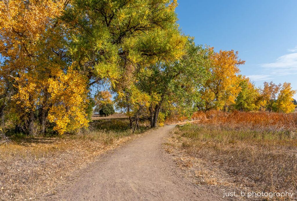 Colorful fall trees along greenbelt dirt path.