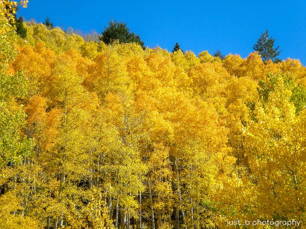 A crown of golden Aspen trees against a bright blue NM sky in fall.