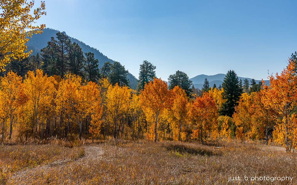 Vibrant orange and golden aspen trees at Golden Gate Canyon State Park in fall.