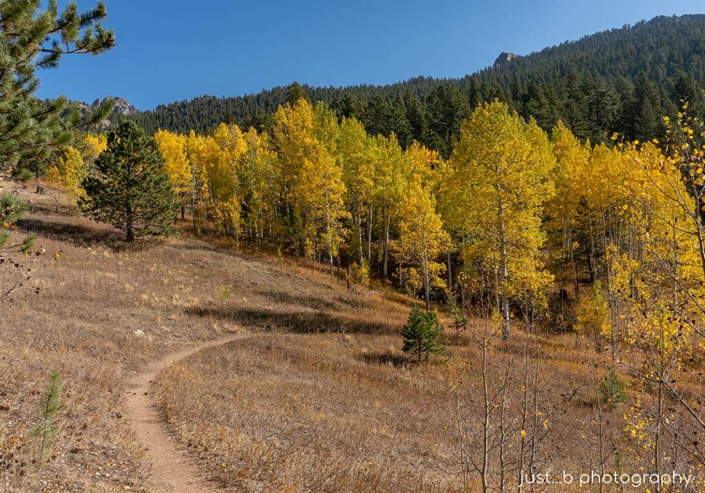 Winding path leading into an aspen grove at Golden Gate Canyon State Park in fall.