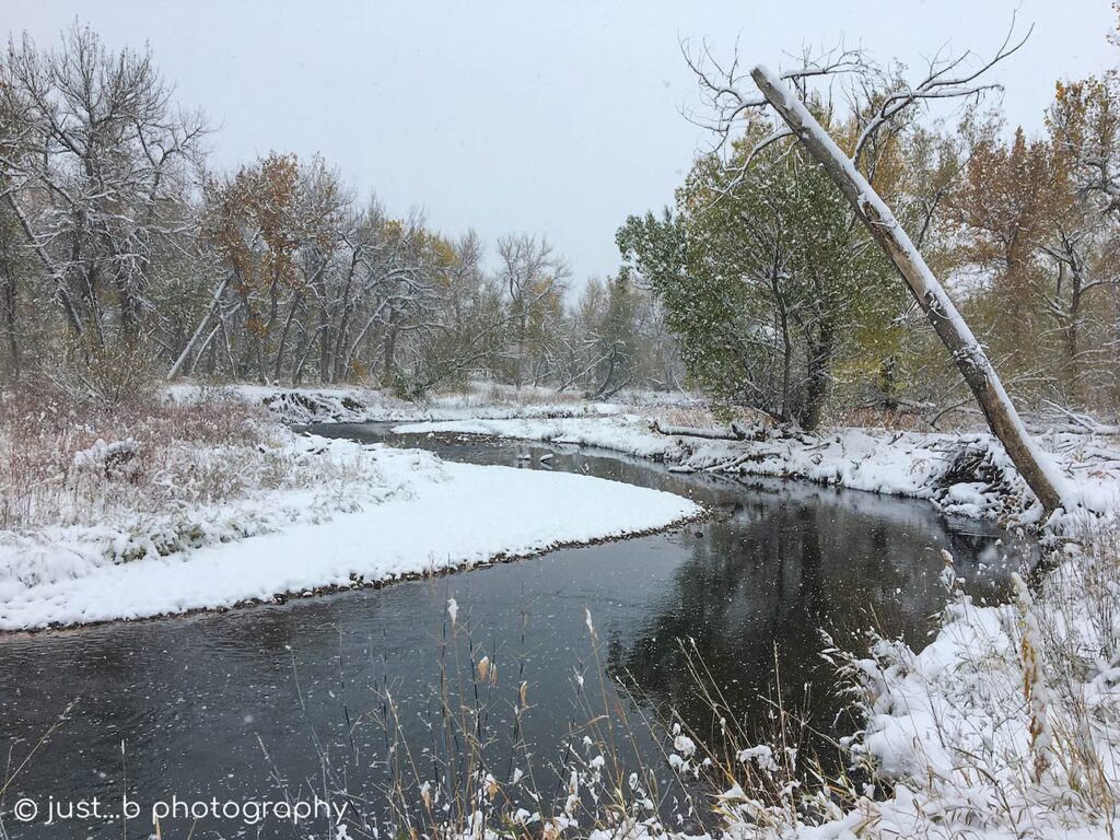 Winding creek during first snowstorm of the season.
