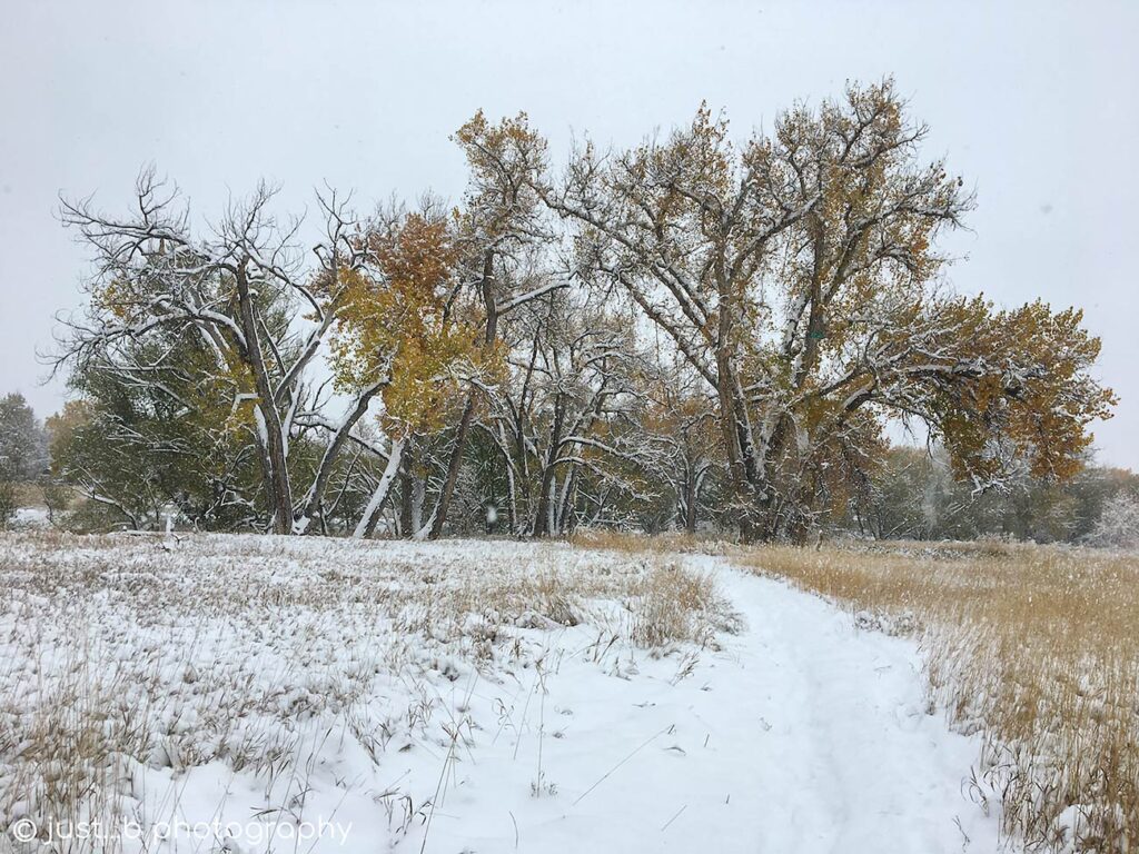 Snow covered path leading to big cottonwood trees.