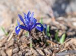 Solitary mini iris flower bloom in early spring.