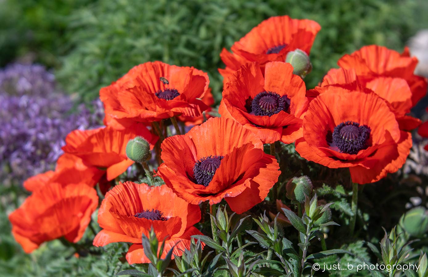 Red Poppy Types Red Poppies