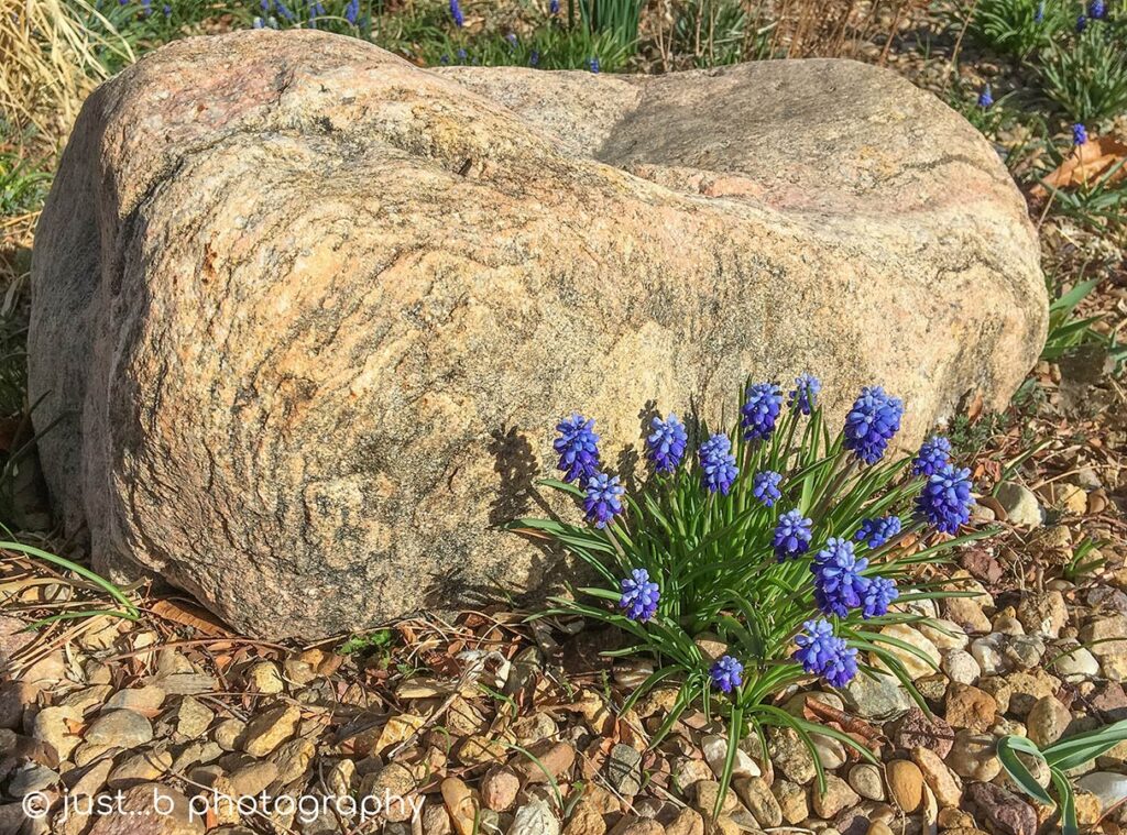 Dainty grape hyacinths in rocky xeric garden.