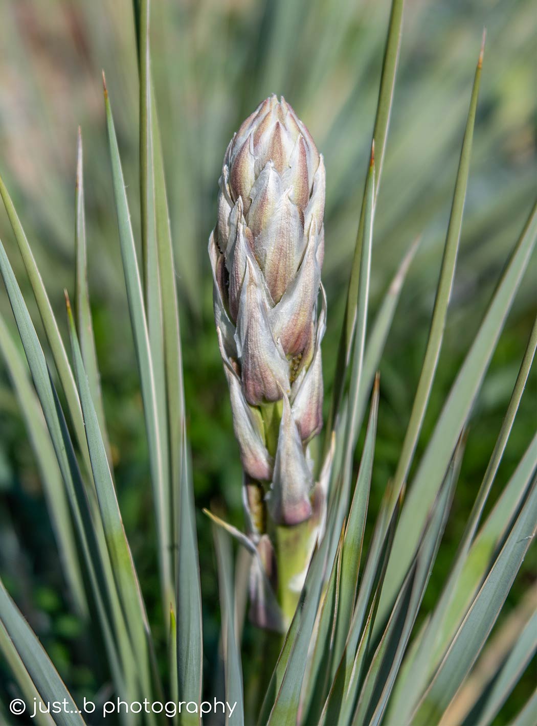 Budding yucca plant with its spire-like form.