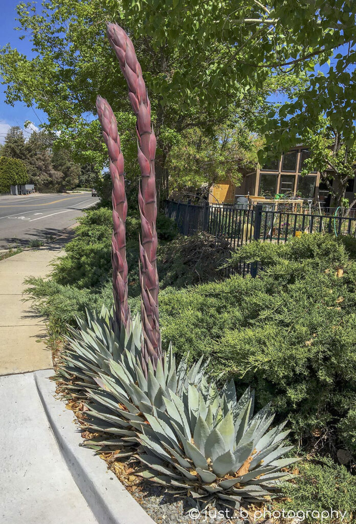 Agave Century cactus sprouting large flower stems.