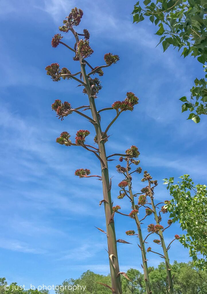 Towering Agave flower stems.