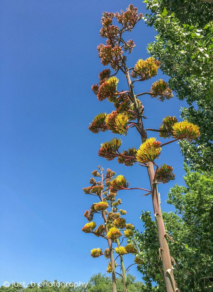 Agave death flower bloom progresses.