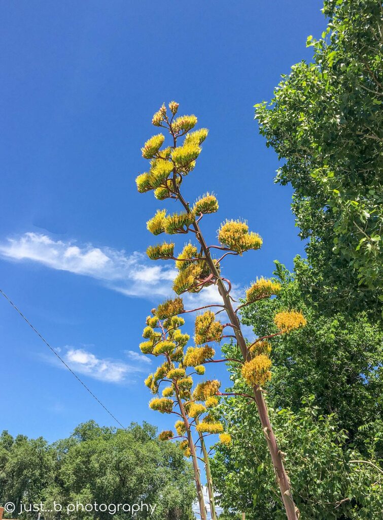 Agave in full bloom with yellow flower clusters.
